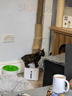 Manx Cat Cafe Ltd