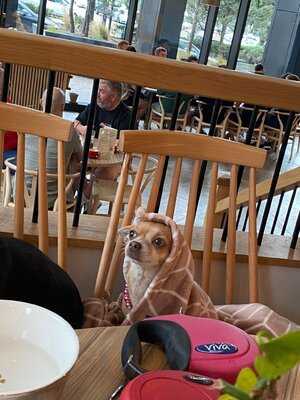 Pot Kettle Black Angel Gardens