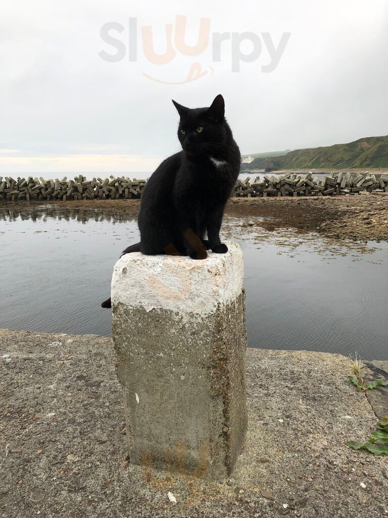 Tasty Toes - Shellfish To Go