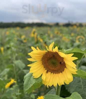 Stretton Hall Farm Shop Cafe