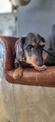 Paddy & Scott's Ambition House