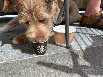 Black Sheep Coffee