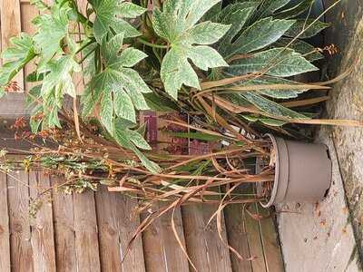 Dobbies Garden Centre York