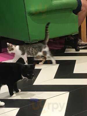 Kitty Cafe
