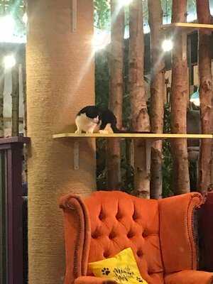 Kitty Cafe