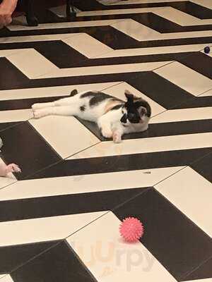 Kitty Cafe