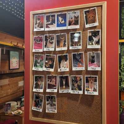 Kitty Cafe