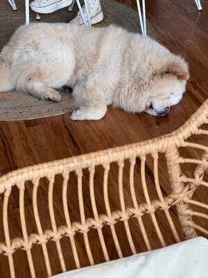 King's Dogs & Coffee