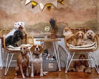 King's Dogs & Coffee