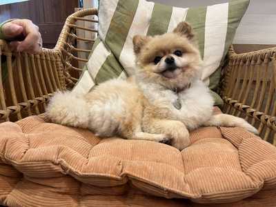 King's Dogs & Coffee