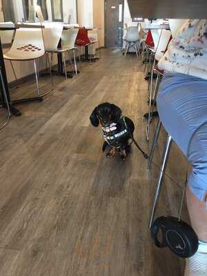 Tj's & Steakasurus Eatery & Bar