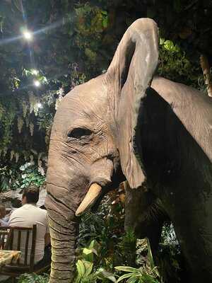 Jungle Cave - Family & Kids Restaurant