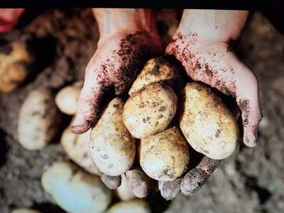 Oxfords Fish And Chips