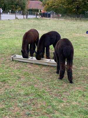 Wolfridge Alpaca Cafe