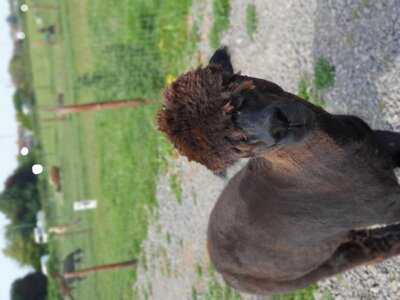 Wolfridge Alpaca Cafe