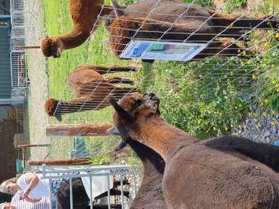 Wolfridge Alpaca Cafe