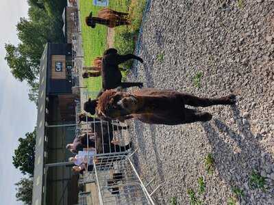 Wolfridge Alpaca Cafe