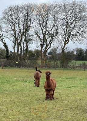 Wolfridge Alpaca Cafe