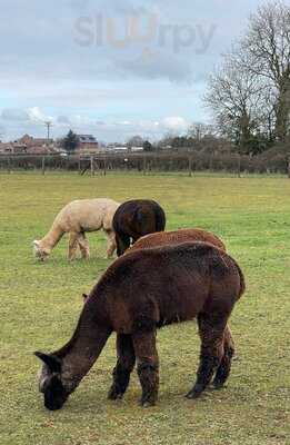 Wolfridge Alpaca Cafe