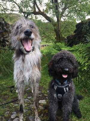 Twa Daft Dugs Cakes And Bakes