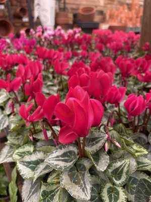 Cherry Tree Garden Centre And Cafe