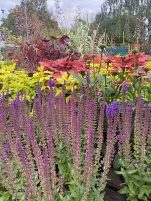 Cherry Tree Garden Centre And Cafe