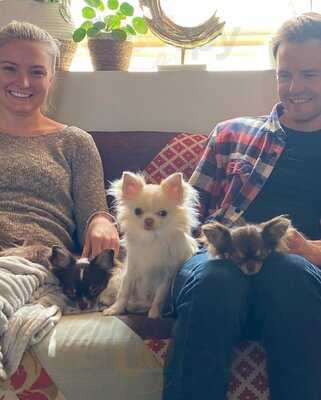 The Chihuahua Lounge