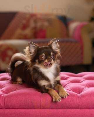 The Chihuahua Lounge