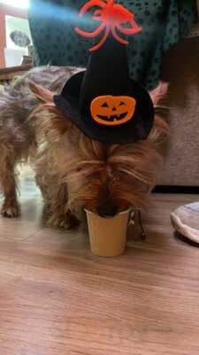 The Witches Tea Room