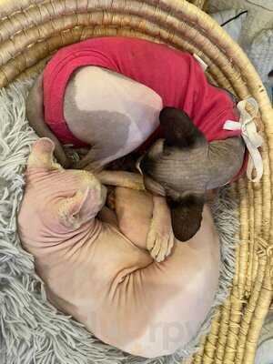 Canterbury Tails Cat Cafe