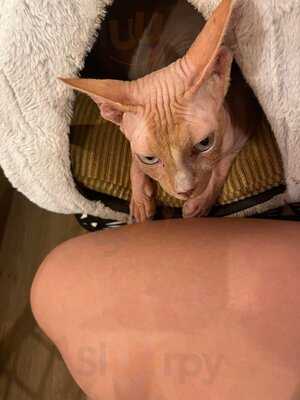 Canterbury Tails Cat Cafe