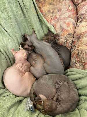 Canterbury Tails Cat Cafe