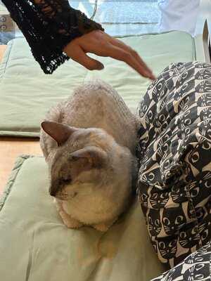 Canterbury Tails Cat Cafe