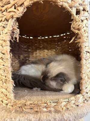 Canterbury Tails Cat Cafe