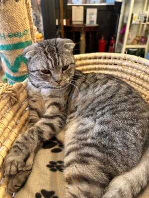 Canterbury Tails Cat Cafe