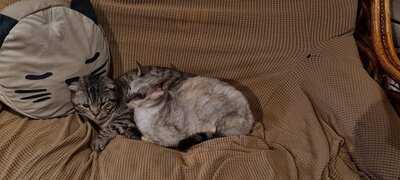 Canterbury Tails Cat Cafe