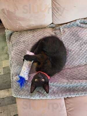 Meow Cat Cafe