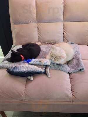 Meow Cat Cafe
