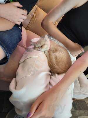 Meow Cat Cafe
