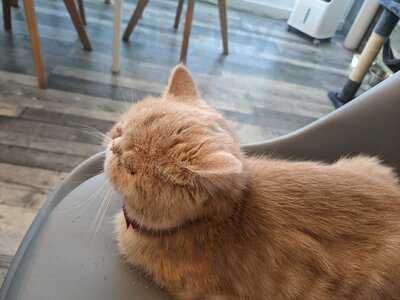 Meow Cat Cafe