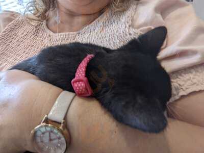 Meow Cat Cafe