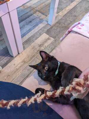 Meow Cat Cafe