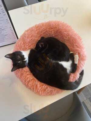 Meow Cat Cafe