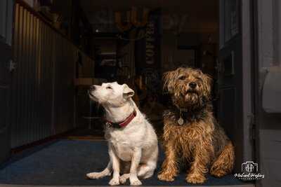 Two Dogs Coffee Roasters