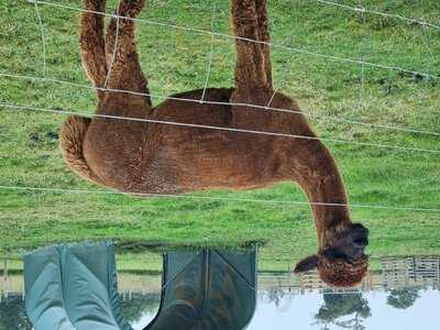 Alpaca Meadows And Cafe