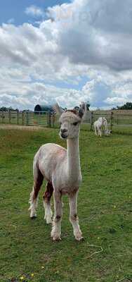 Alpaca Meadows And Cafe