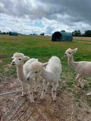Alpaca Meadows And Cafe