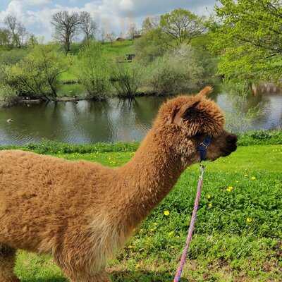 Alpaca Meadows And Cafe