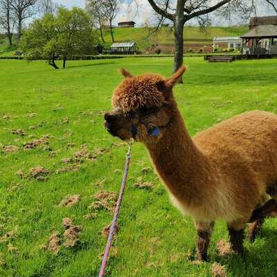 Alpaca Meadows And Cafe