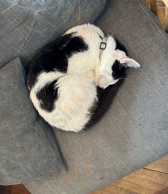 Java Whiskers - Westfield White City